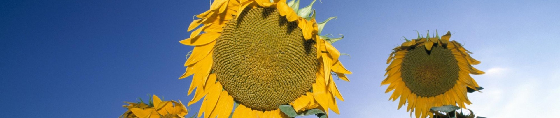 zonnebloemen